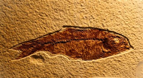 fossil of fish, ancient, animal, archeology, bone, bones, brown, creation, CC0, public domain ...