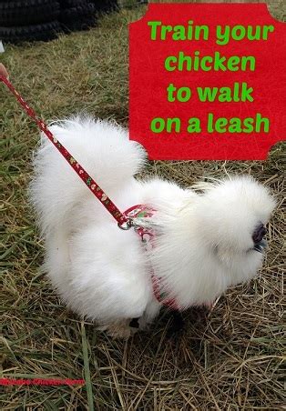 How to train a chicken to walk on a harness & leash - Murano Chicken Farm