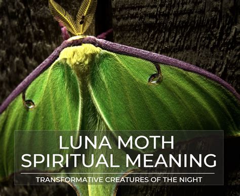 Luna Moth Symbolism And Meaning: Discover The Rare Beauty