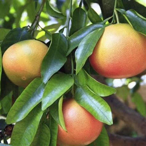 Grapefruit Pink Essential Oil (5361) best wholesale bulk price and pure ...