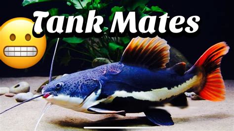 My Redtail Catfish Tank Mates Criteria - YouTube