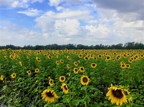 Visit These 7 Kansas Sunflower Fields This Summer!