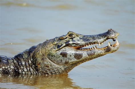 Download Animal Caiman HD Wallpaper