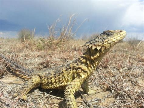 Dragons Are Real And They Live In South Africa – Mystical Raven ...