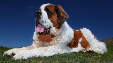 Download wallpaper for 240x320 resolution | St. Bernard dog | animals | Wallpaper Better