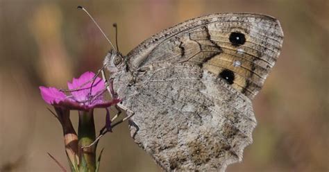 Creatures Den: The Most Endangered Butterfly in Europe - Macedonian ...