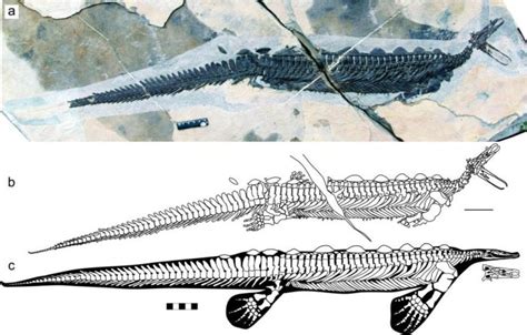 Reptile Platypus Lived 250 Million Years Ago - New Fossil Discovered In China - MessageToEagle.com