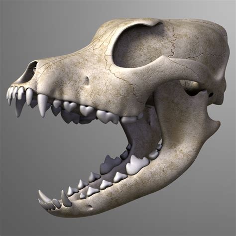 realistic dog skull 3d model