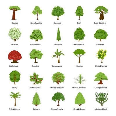 Tamarind Tree Vector Art, Icons, and Graphics for Free Download