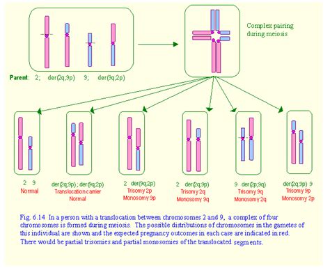 reciprocal translocation Life Code, High School Biology, Unlock, Dna, School Ideas, Line Chart ...