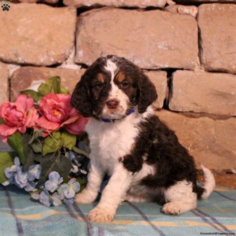 Meekah - Springerdoodle Puppy For Sale in Pennsylvania