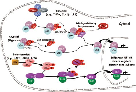 Figure 2 from NF-κ B function in the human myometrium during pregnancy and parturition ...