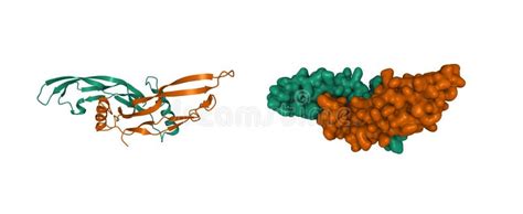 Structure of Bone Morphogenetic Protein 6 Homodimer Stock Illustration ...