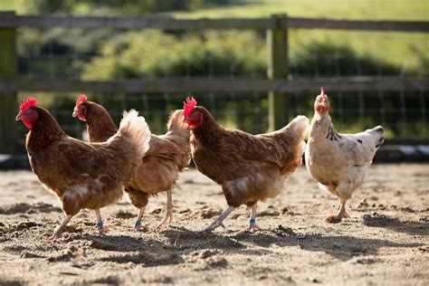 Chicken Free Stock Photo - Public Domain Pictures
