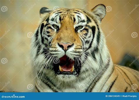 Closeup bengal tiger roar stock image. Image of danger - 286124249