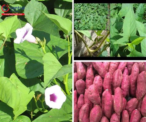 Cây Khoai Lang (Ipomoea batatas (L.) Lam.) - Vị thuốc tốt cho tiêu hóa ...