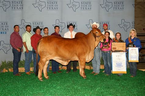 BrahmanUSA: 2012 National Brahman Show Results - Dallas, TX