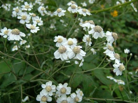 Achillea ptarmica - Sneezewort (Asteraceae Images)