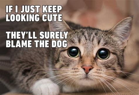 23 Hilarious Memes About Pets - Barnorama