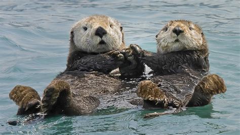 Plunging into the world of the sea otter