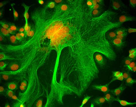 Cell Imaging Facility | Department of Oncology