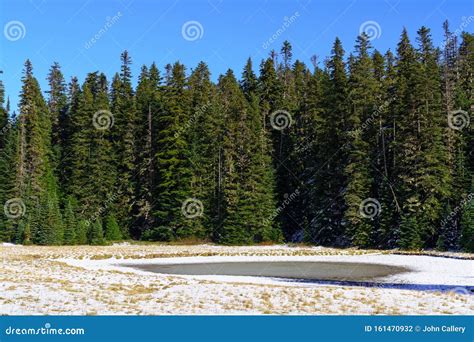 Early Winter Scene Out of Forest in Washington State Stock Photo ...