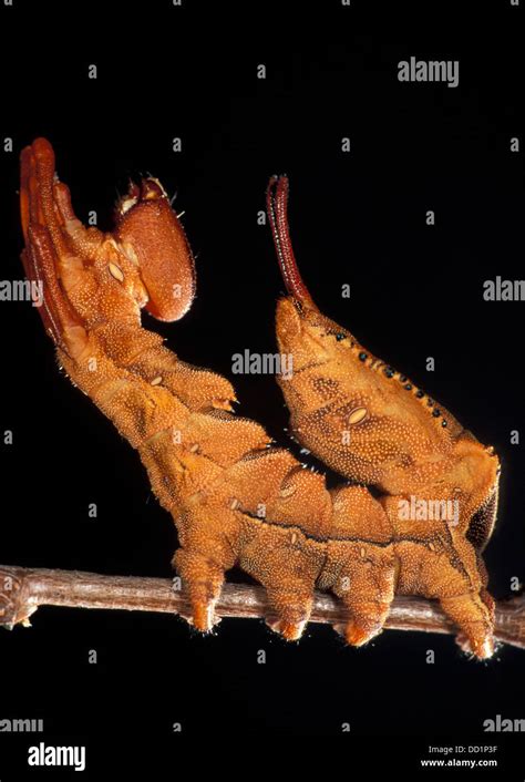 Lobster Moth, Stauropus fagi, Caterpillar, UK Stock Photo - Alamy