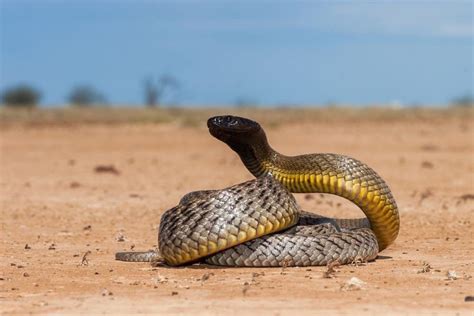 The 10 Most Venomous Animals In The World! - A-Z Animals