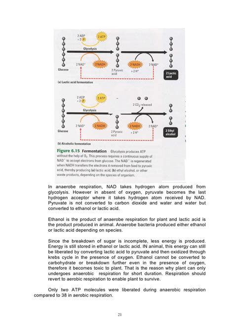 holozoic nutrition