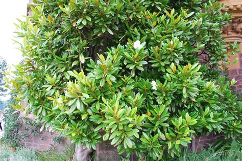 Magnolia Grandiflora 'Exmouth' | Emerald Plants