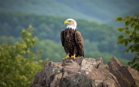 Premium AI Image | Bald Eagle perched a top rocky cliff with mountain background Generative AI