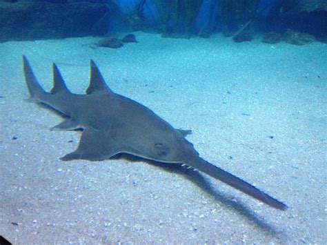 Saw Shark – "OCEAN TREASURES" Memorial Library