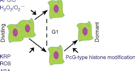 Cell cycle arrest in plants