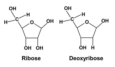 Neet Cracky: The major differences between DNA and RNA