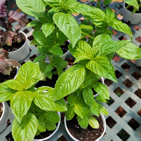 Basil plant - Green Age Farms