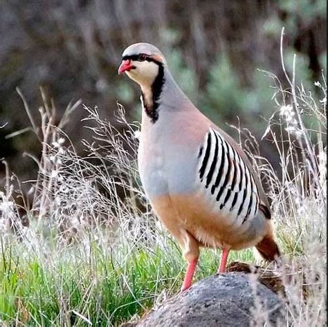 Chukar partridge: National Bird of Pakistan | Interesting Facts About Chukar Partridge