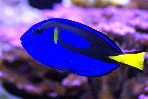 Breeding Dory