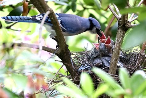 A mother Blue Jay feeding her hungry babies - PHOTOBER - Free Photos ...