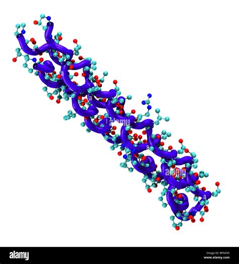 three-dimensional computer generated model of collagen, the main protein in the connective ...