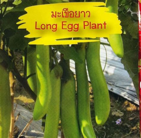 Long Eggplant – Asia Seeds