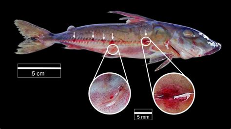 Learning more about vampire fish: first report of candiru attached to an Amazonian thorny ...