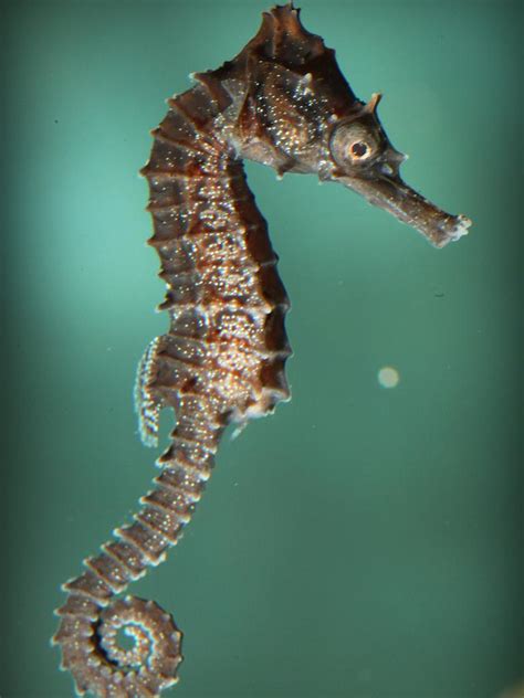 Male White’s seahorse gives birth at Sea Life Sydney Aquarium | KidsNews