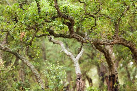 Cork tree forest stock image. Image of cork, nature, green - 26443219