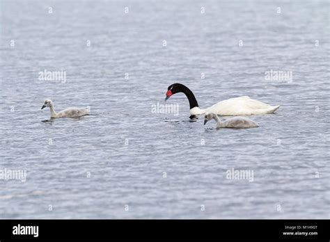 Black-necked swan Cygnus melancoryphus adult and cygnets on the sea at ...