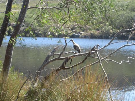 Hadeda Bird stock photo. Image of bird, grass, pond - 229346284