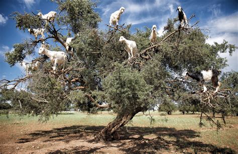 The Tree Climbing Goats of Morocco - Littlegate Publishing