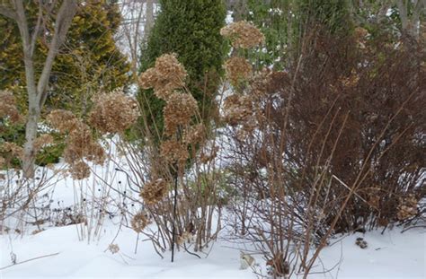 Hydrangea Care For Late Winter | Pruning Tips and More | joe gardener®