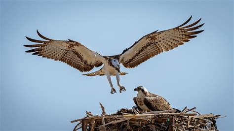 Premium Photo | Osprey s landing