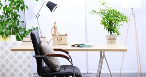 10 home office plants to keep you motivated | OutInCanberra