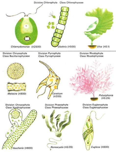 Red Algae Cell Diagram